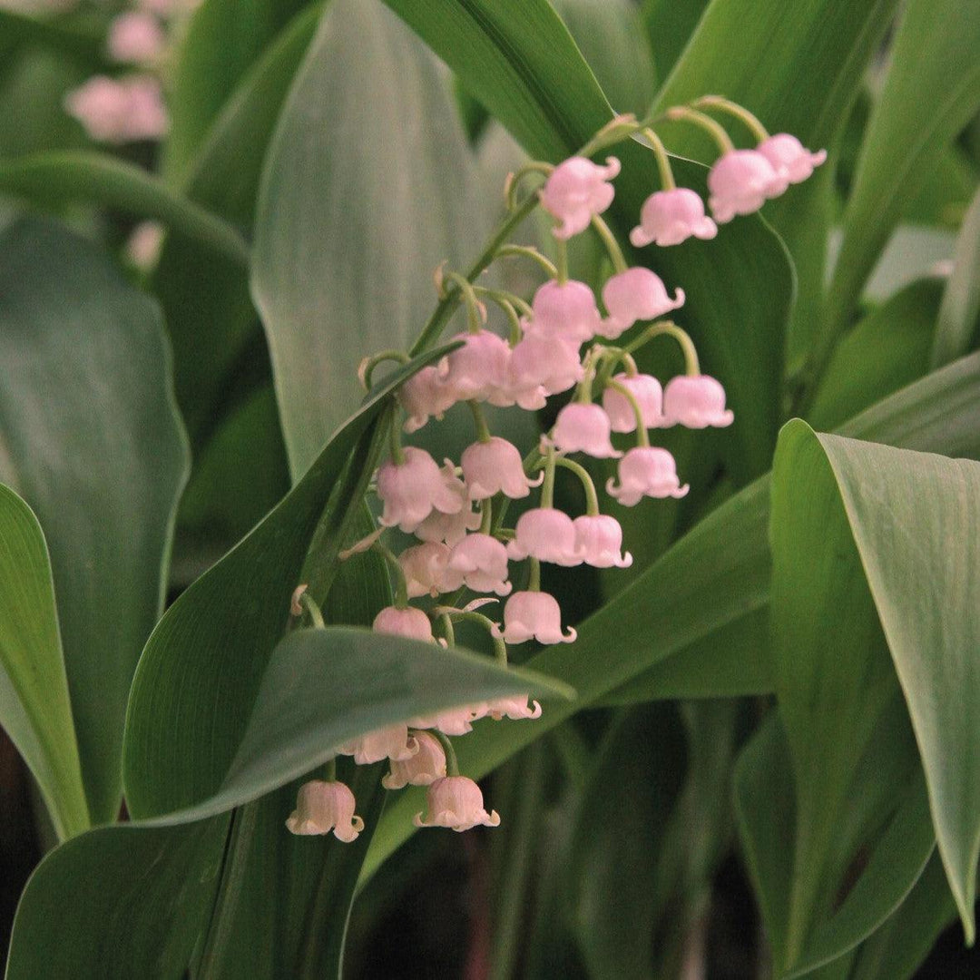 Convallaria majalis 'Rosea' ~ Pink Lily of the Valley-ServeScape