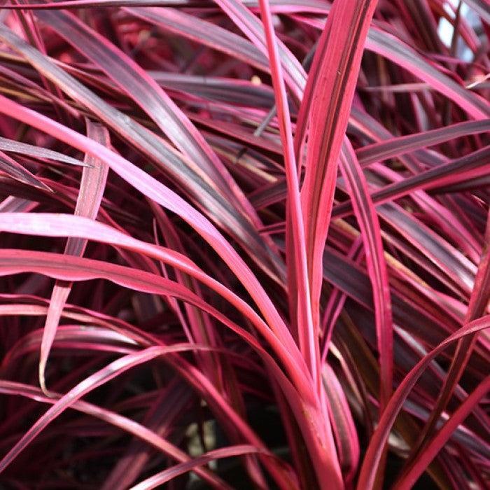 Cordyline x 'CorBzr01' ~ Monrovia® Festival™ Raspberry Cordyline-ServeScape