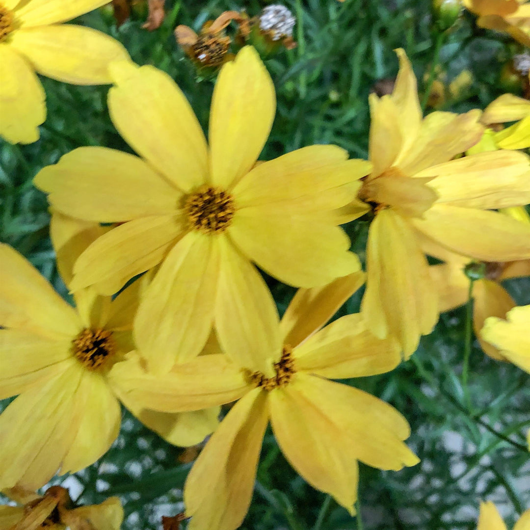Coreopsis 'Fall Sensation Amber' ~ Fall Sensation™ Amber Coreopsis-ServeScape