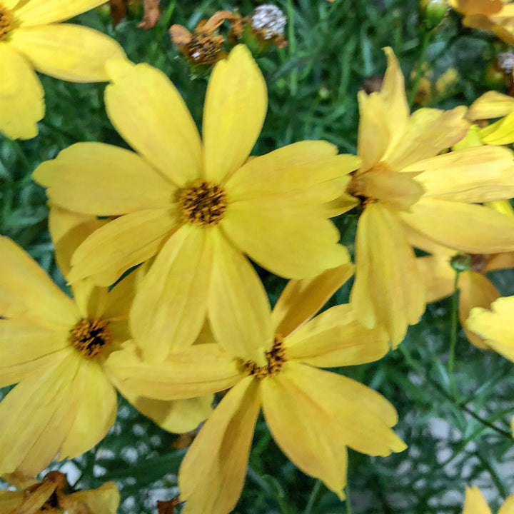 Coreopsis 'Fall Sensation Amber' ~ Fall Sensation™ Amber Coreopsis-ServeScape