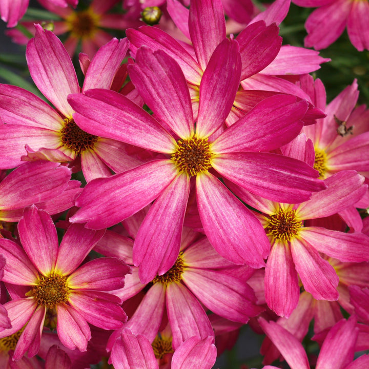 Coreopsis 'Fall Sensation Quartz' ~ Fall Sensation™ Quartz Coreopsis-ServeScape