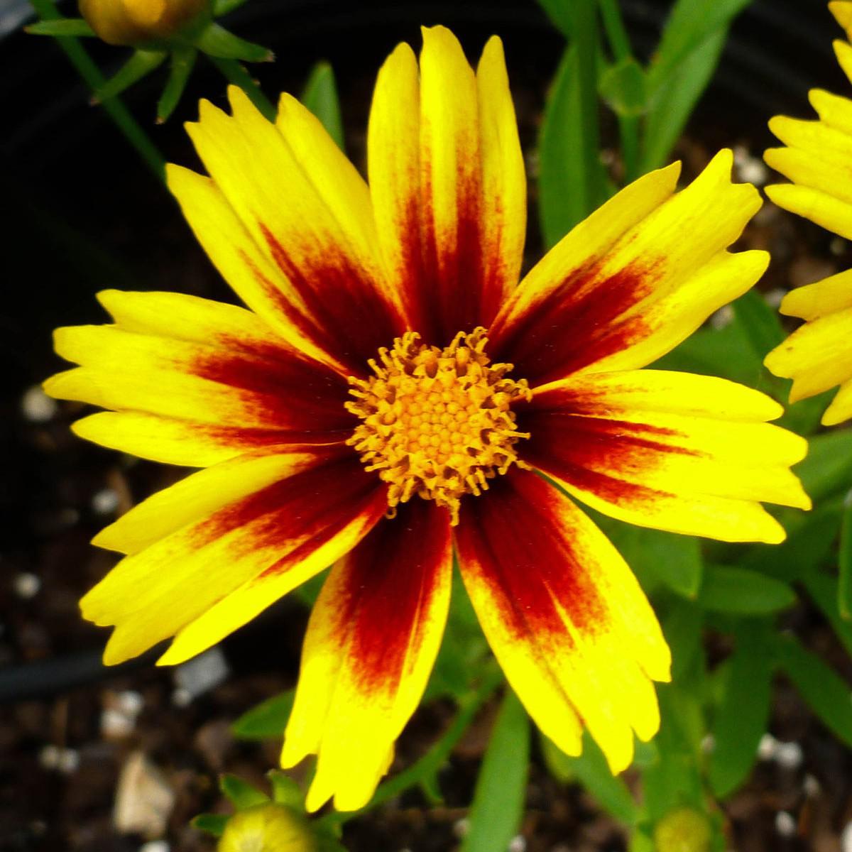 Coreopsis 'Golden Stardust' ~ Golden Stardust Coreopsis-ServeScape