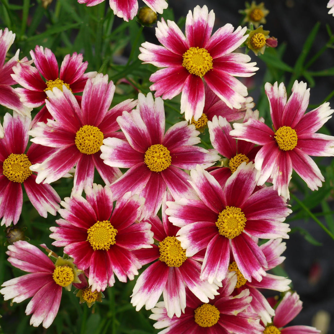 Coreopsis x verticillata 'Candy Stripes ~ Lil' Bang™ Candy Stripes Coreopsis-ServeScape
