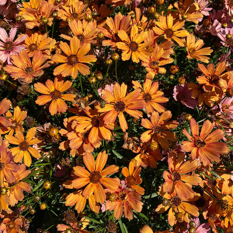Coreopsis verticillata 'Nova Amber' ~ NOVA® Amber Coreopsis-ServeScape