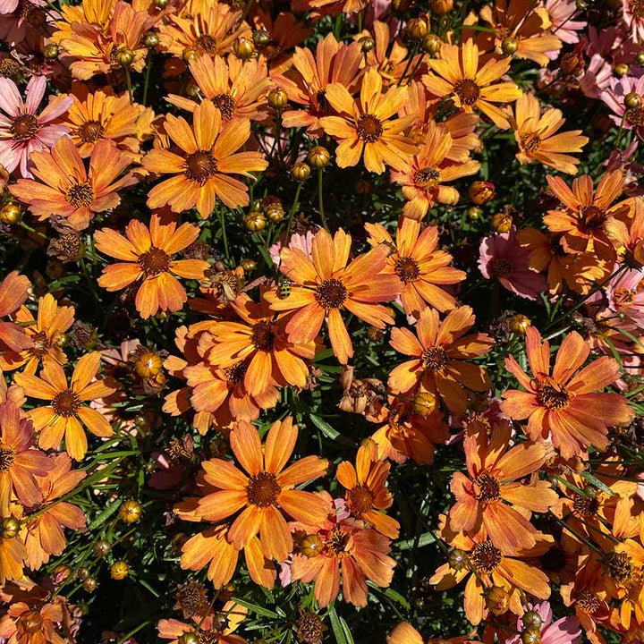 Coreopsis verticillata 'Nova Amber' ~ NOVA® Amber Coreopsis-ServeScape