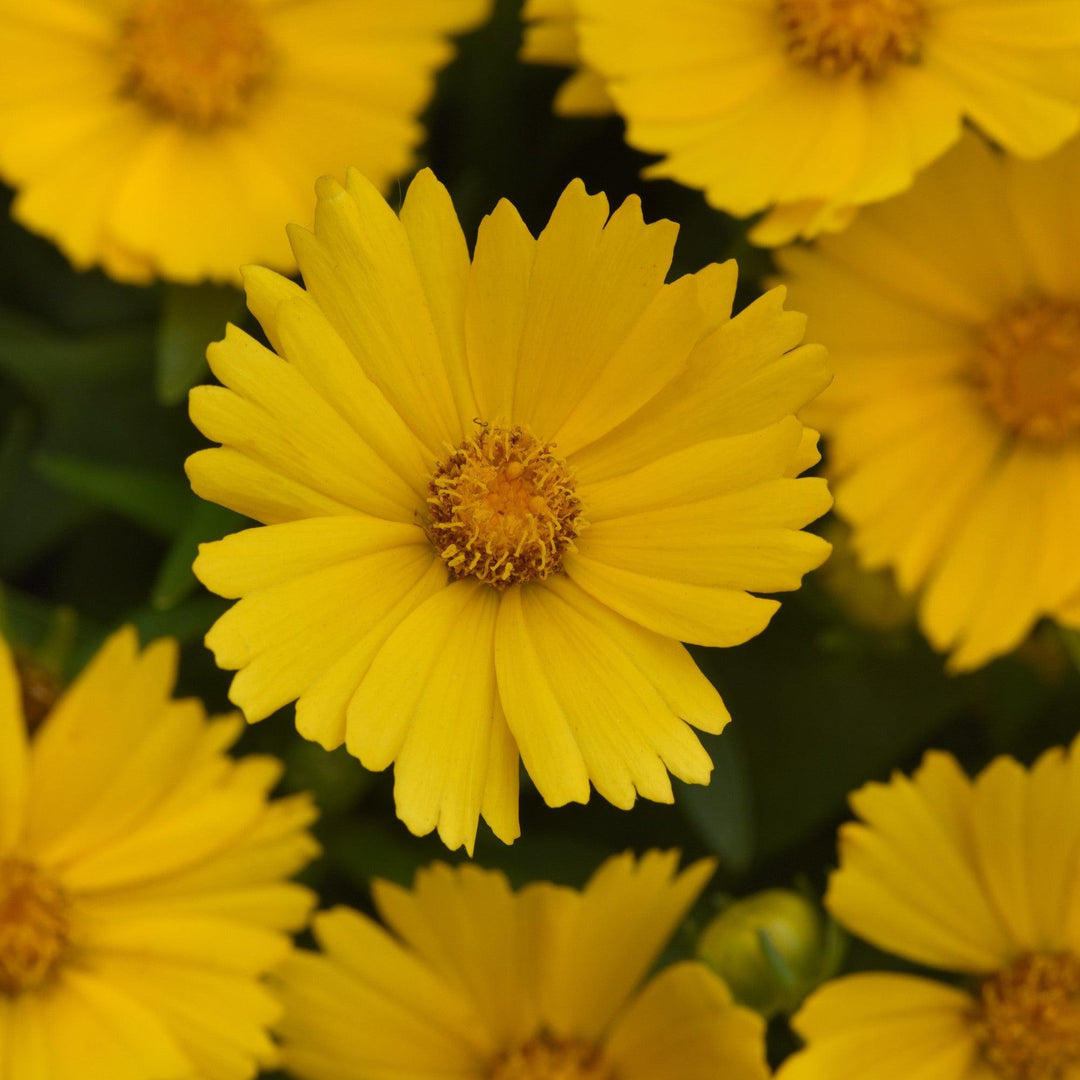 Coreopsis 'Baluptold' ~ Uptick™ Gold Tickseed-ServeScape