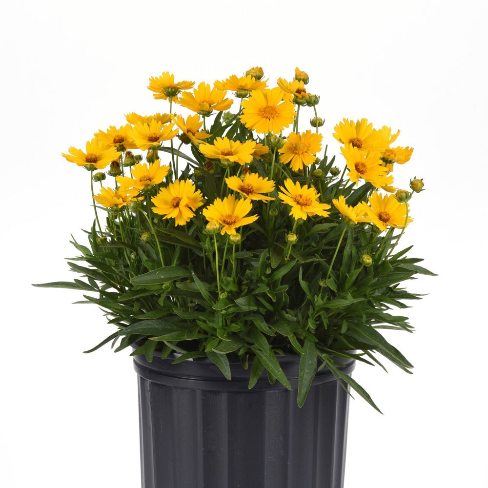 Coreopsis 'Baluptold' ~ Uptick™ Gold Tickseed-ServeScape