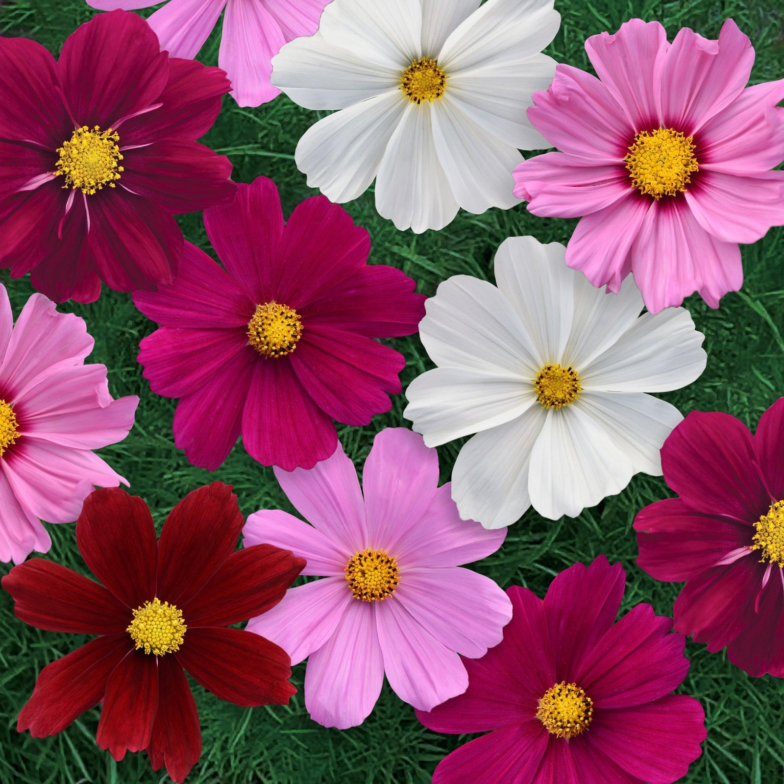 Cosmos bipinnatus 'Sonata Complete Mix' ~ Sonata™ Complete Mix Cosmos-ServeScape