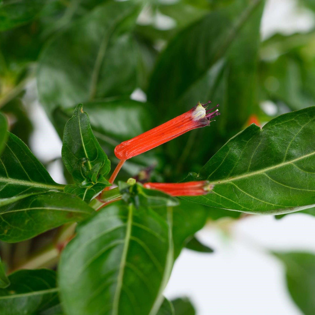 Cuphea hyssopifolia 'Fuente' ~ Cubano™ Fuente Cigar Flower, False Heather-ServeScape