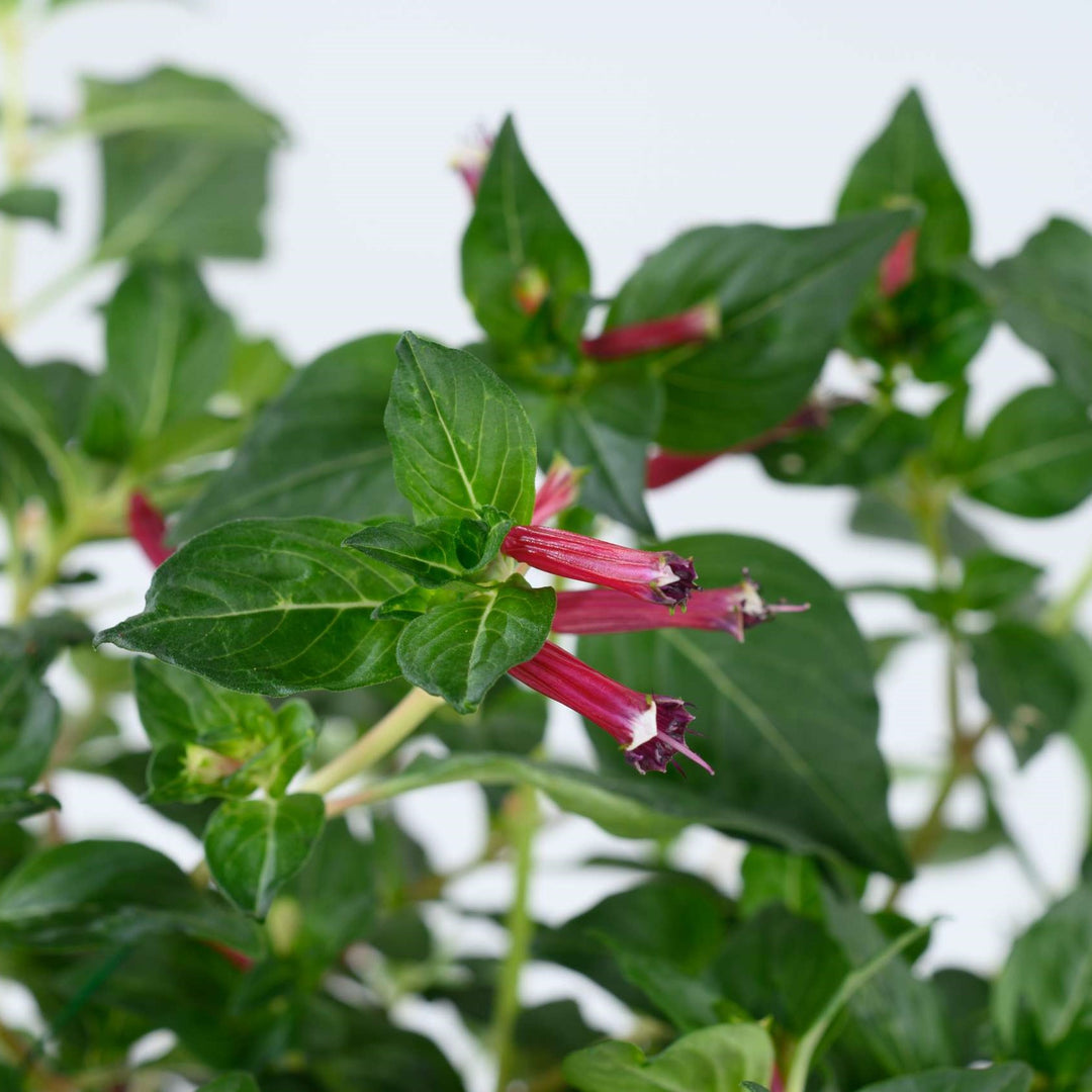 Cuphea hyssopifolia 'Cristo' ~ Cubano™ Cristo Cigar Flower, False Heather-ServeScape
