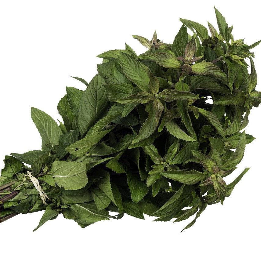 Mentha x piperita 'Chocolate' ~ Chocolate Mint-ServeScape