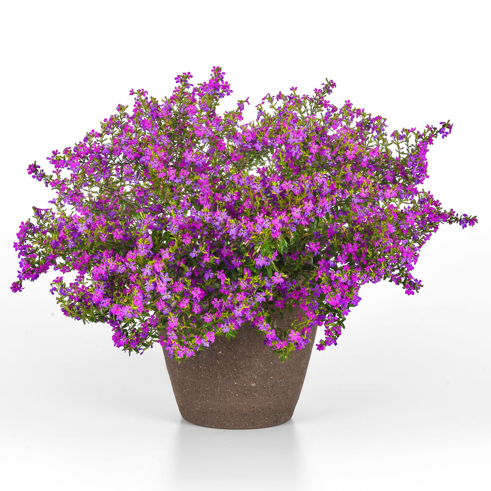 Cuphea hyssopifolia 'FLORCUMY05' ~ Enchantia™ Purple False Heather-ServeScape
