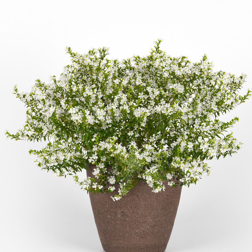 Cuphea hyssopifolia 'FLORCUMY11' ~ Enchantia™ White False Heather-ServeScape