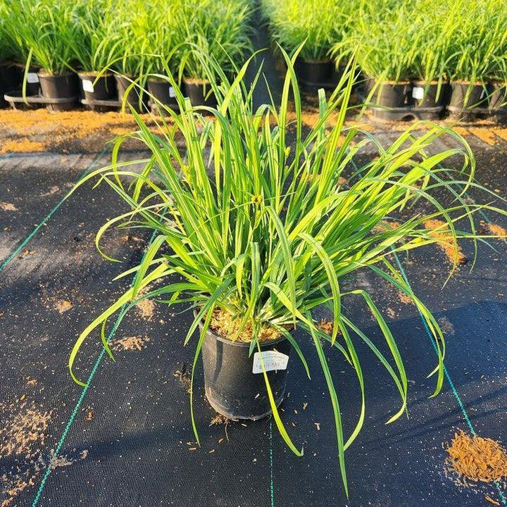 Carex flaccosperma ~ Blue Wood Sedge-ServeScape