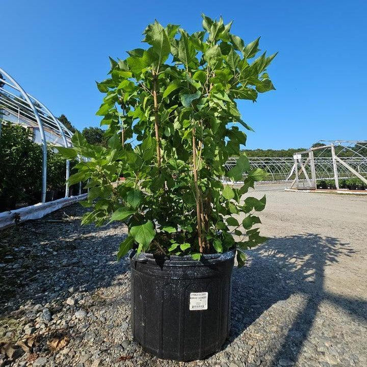 Syringa vulgaris 'G13099' ~ New Age™ Lavender Lilac-ServeScape