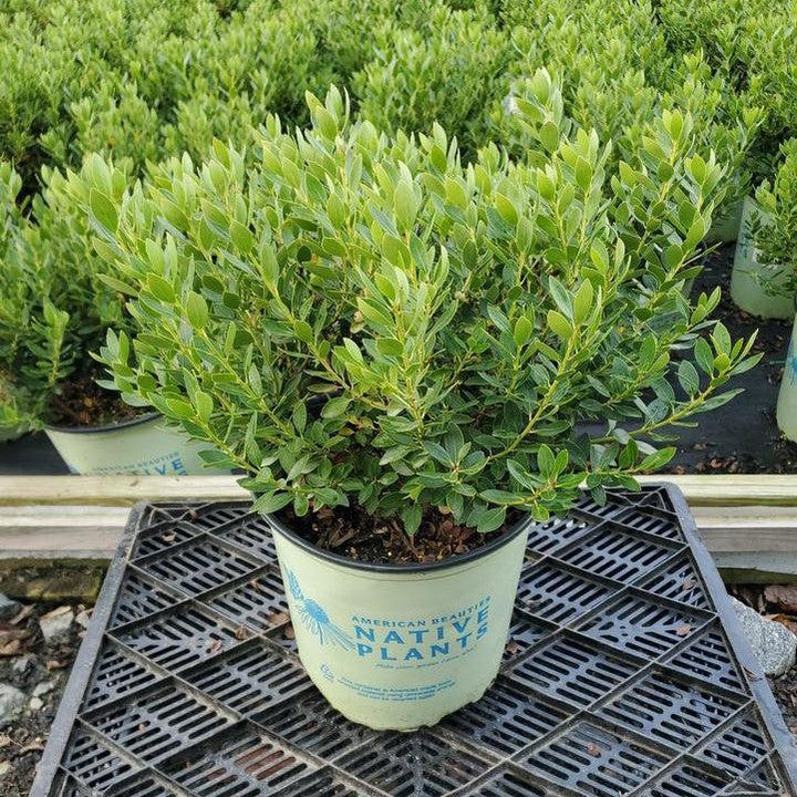 Ilex glabra 'Alexander' ~ Forever Emerald™ Inkberry-ServeScape