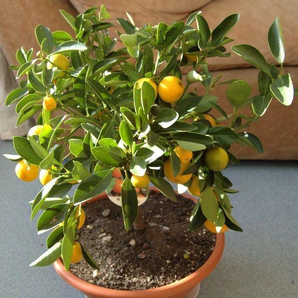Citrus x citrofortunella mitis ~ Calamondin Orange-ServeScape