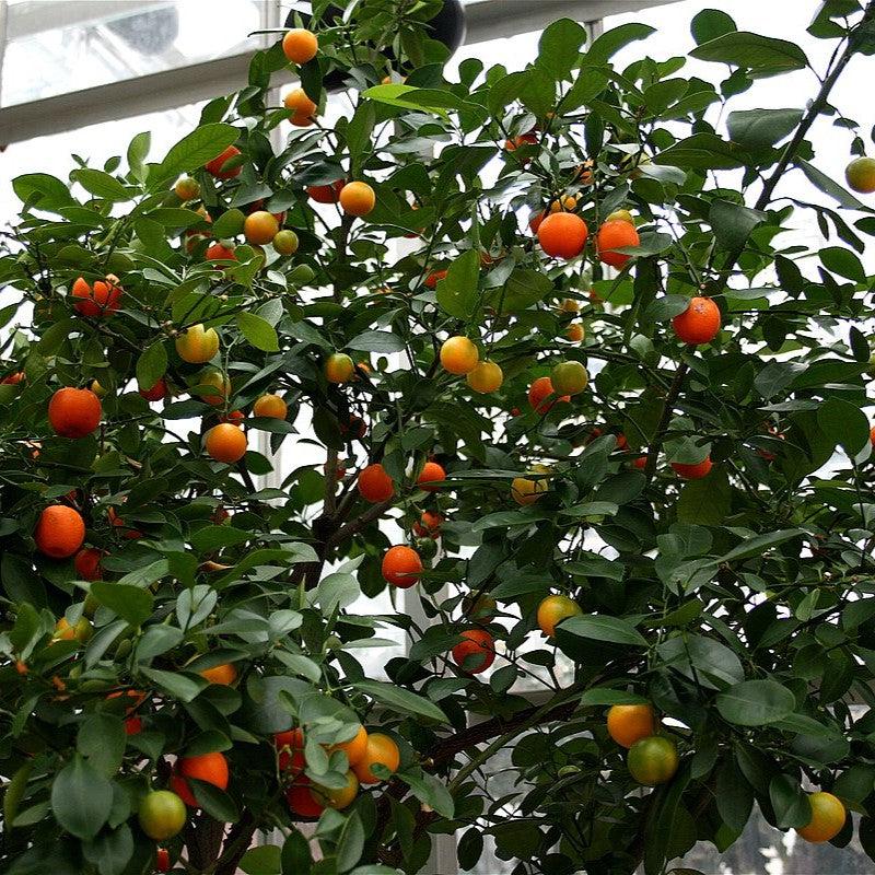 Citrus x citrofortunella mitis ~ Calamondin Orange-ServeScape