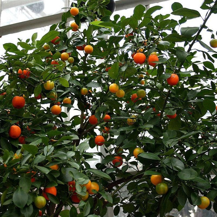 Citrus x citrofortunella mitis ~ Calamondin Orange-ServeScape