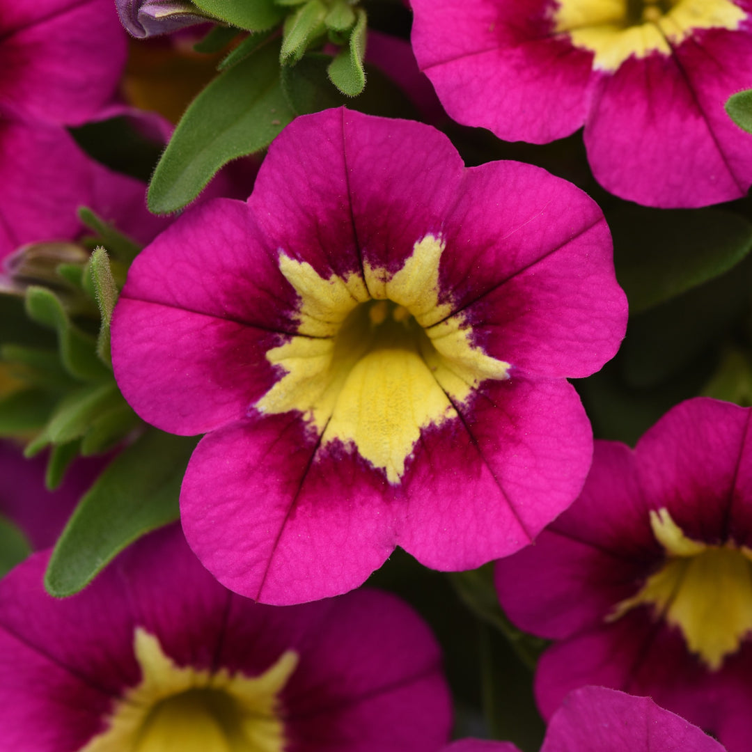 Calibrachoa hybrid 'Balumotink' ~ Bumble Bee™ Hot Pink Calibrachoa-ServeScape