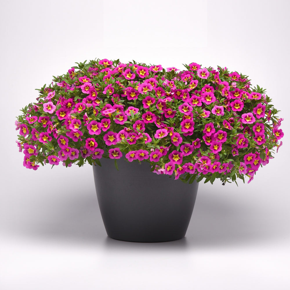 Calibrachoa hybrid 'Balumotink' ~ Bumble Bee™ Hot Pink Calibrachoa-ServeScape