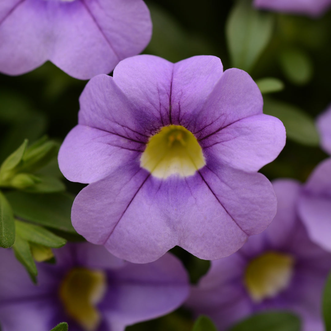 Calibrachoa hybrid 'Balcabsklu' ~ Cabaret® Sky Blue Calibrachoa-ServeScape