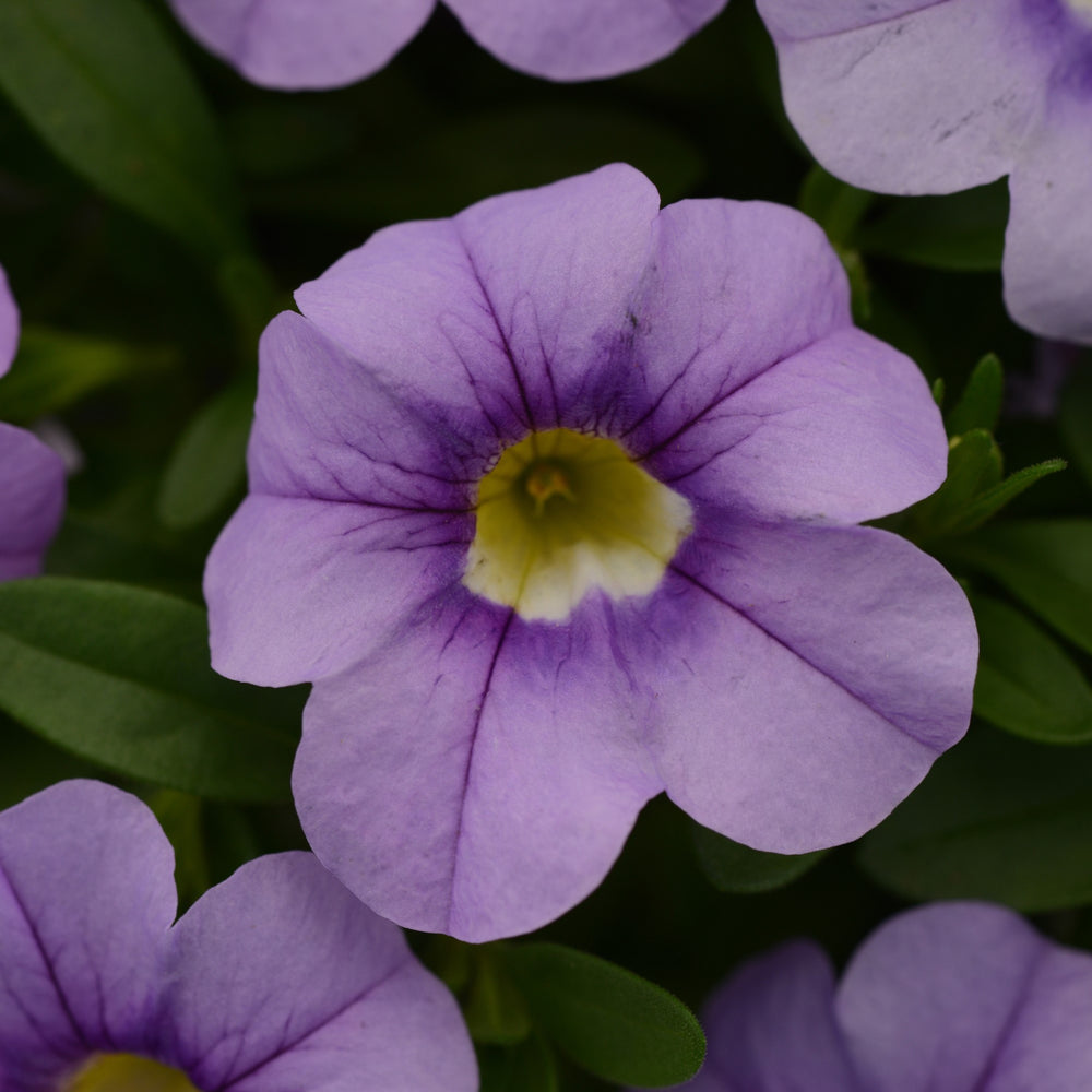 Calibrachoa hybrid 'Balcabsklu' ~ Cabaret® Sky Blue Calibrachoa-ServeScape