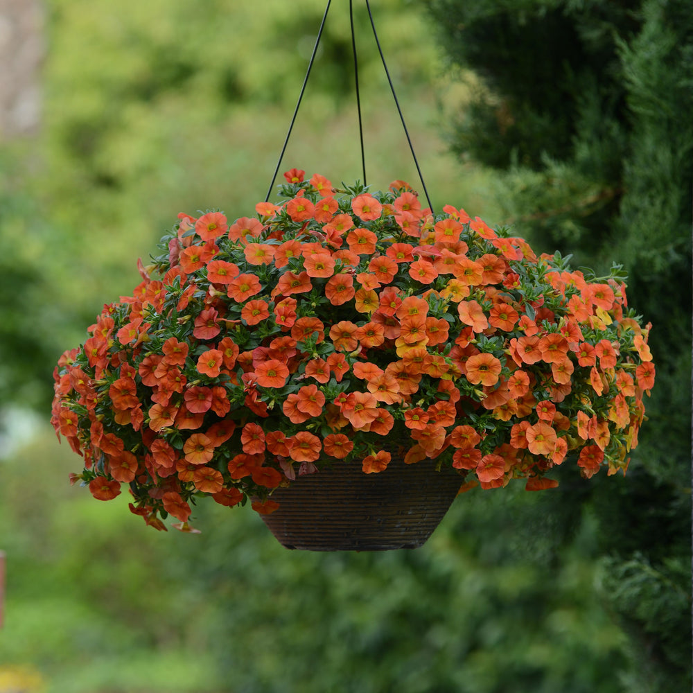 Calibrachoa hybrid 'Balcaborim' ~ Cabaret® Orange Calibrachoa-ServeScape