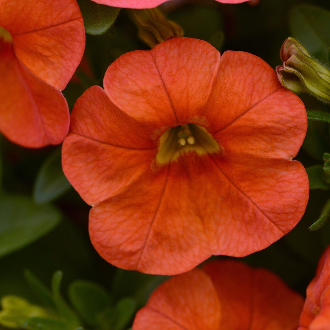 Calibrachoa hybrid 'Balcaborim' ~ Cabaret® Orange Calibrachoa-ServeScape