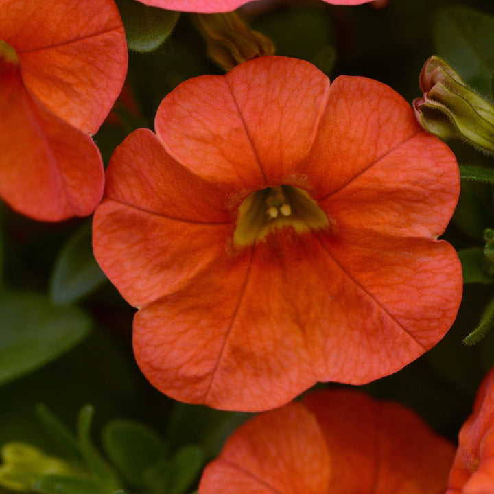 Calibrachoa hybrid 'Balcaborim' ~ Cabaret® Orange Calibrachoa-ServeScape