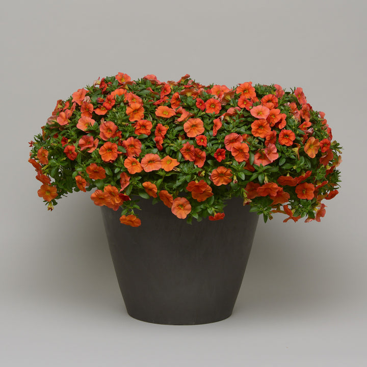 Calibrachoa hybrid 'Balcaborim' ~ Cabaret® Orange Calibrachoa-ServeScape