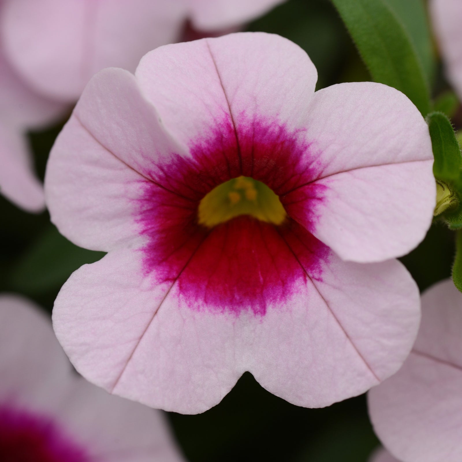 Calibrachoa hybrid 'Balcablipism' ~ Cabaret® Light Pink Kiss Calibrachoa-ServeScape