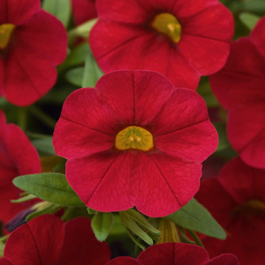 Calibrachoa hybrid 'Balcabred20' ~ Cabaret® Red Calibrachoa-ServeScape