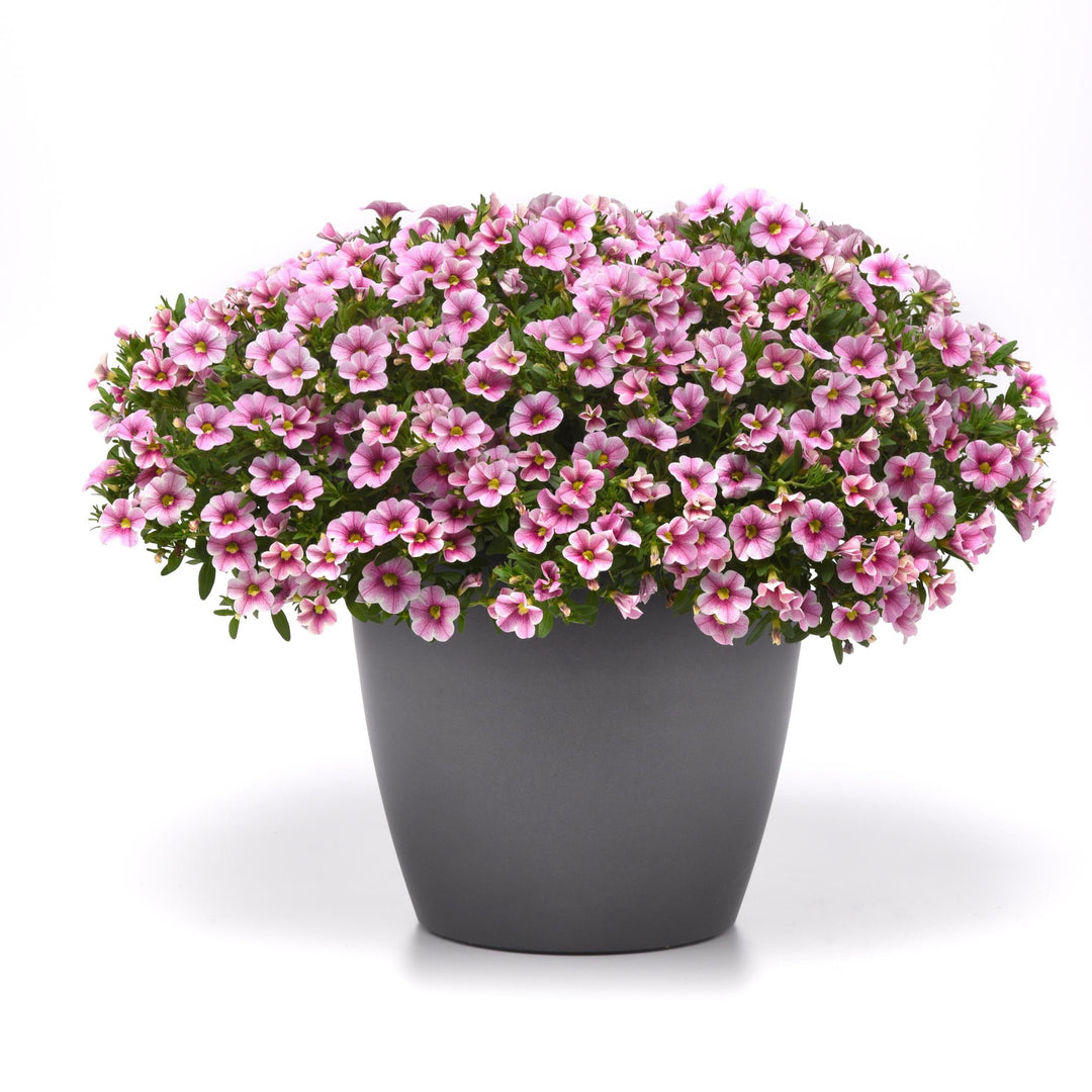 Calibrachoa hybrid 'Balcabpar' ~ Cabaret® Strawberry Parfait Calibrachoa-ServeScape