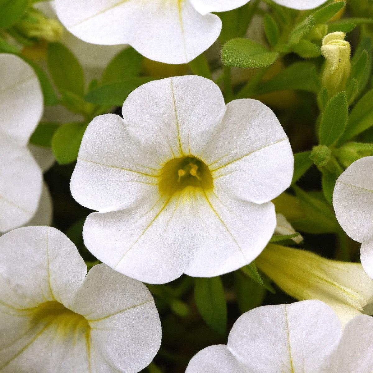 Calibrachoa hybrid 'Balcabriwii' ~ Cabaret® Bright White Calibrachoa-ServeScape