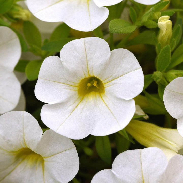 Calibrachoa hybrid 'Balcabriwii' ~ Cabaret® Bright White Calibrachoa-ServeScape