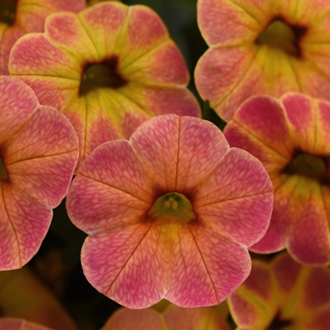 Calibrachoa hybrida 'Balchadap' ~ Cha-Cha™ Diva Apricot Calibrachoa-ServeScape