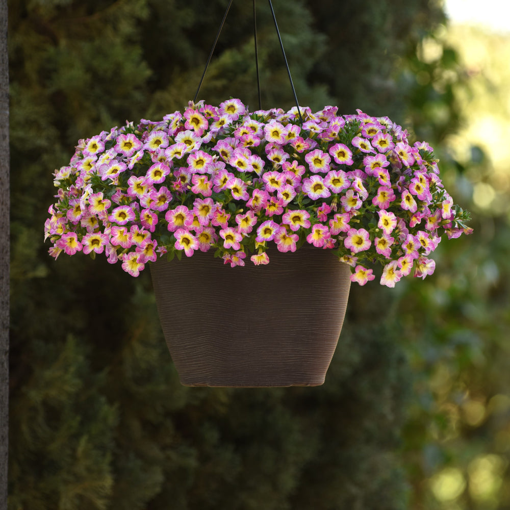 Calibrachoa hybrida 'Balchadotin' ~ Cha-Cha™ Hot Pink Calibrachoa-ServeScape
