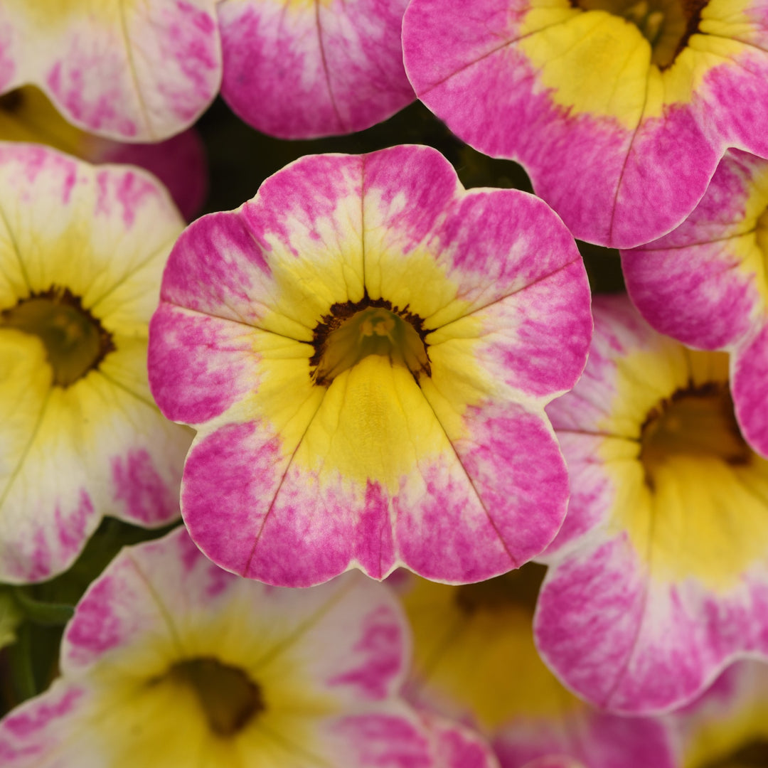 Calibrachoa hybrida 'Balchadotin' ~ Cha-Cha™ Hot Pink Calibrachoa-ServeScape