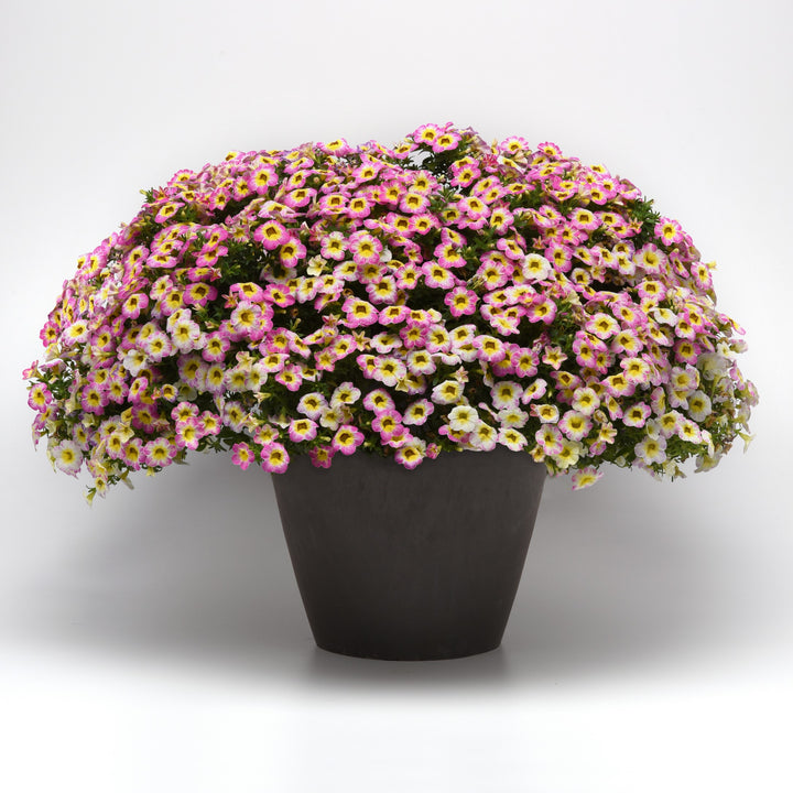 Calibrachoa hybrida 'Balchadotin' ~ Cha-Cha™ Hot Pink Calibrachoa-ServeScape