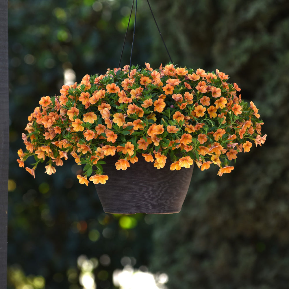Calibrachoa hybrida 'Balchatang' ~ Cha-Cha™ Tangerine Calibrachoa-ServeScape