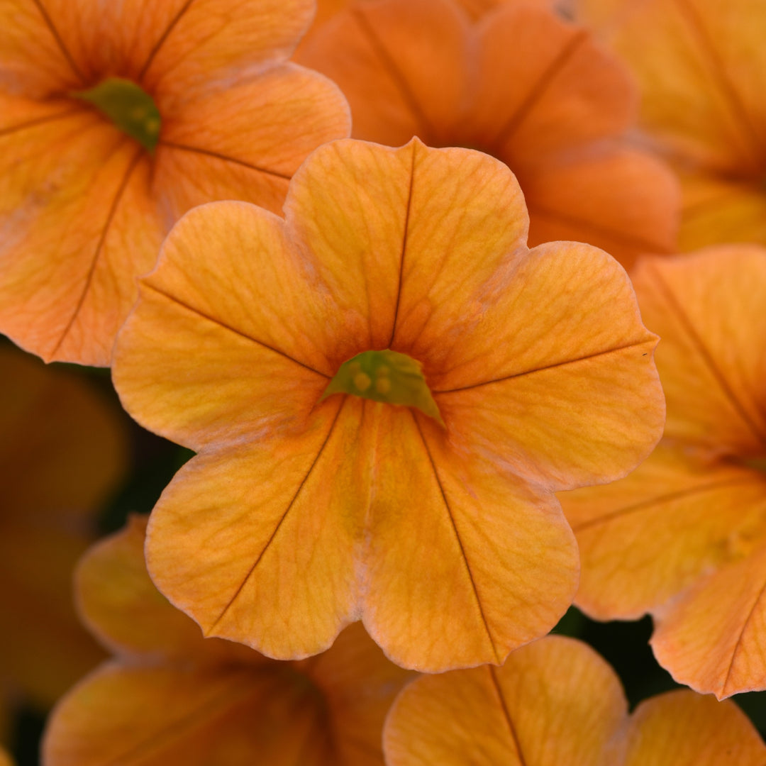 Calibrachoa hybrida 'Balchatang' ~ Cha-Cha™ Tangerine Calibrachoa-ServeScape