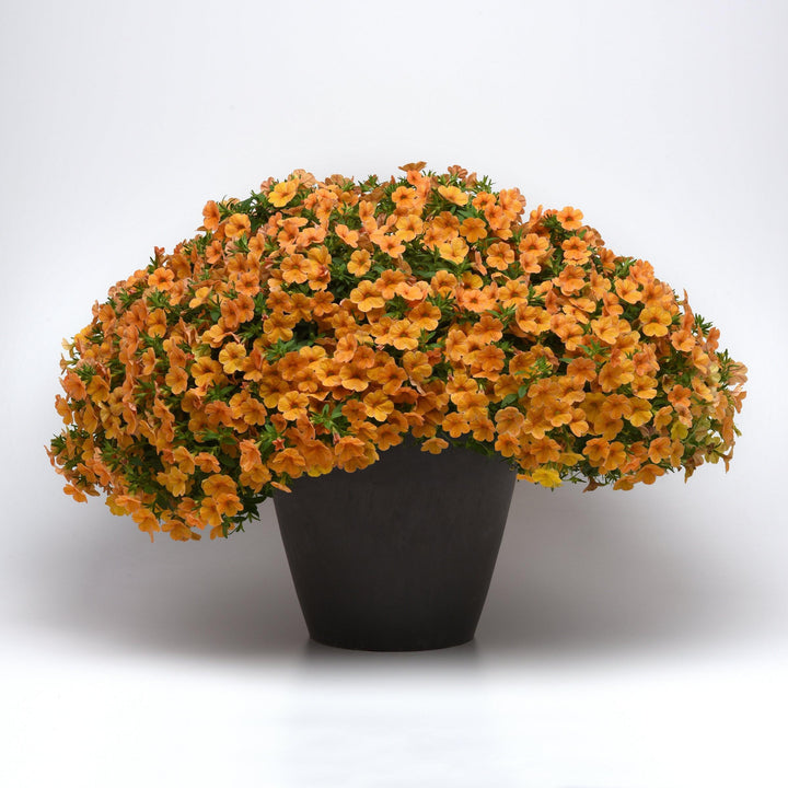 Calibrachoa hybrida 'Balchatang' ~ Cha-Cha™ Tangerine Calibrachoa-ServeScape