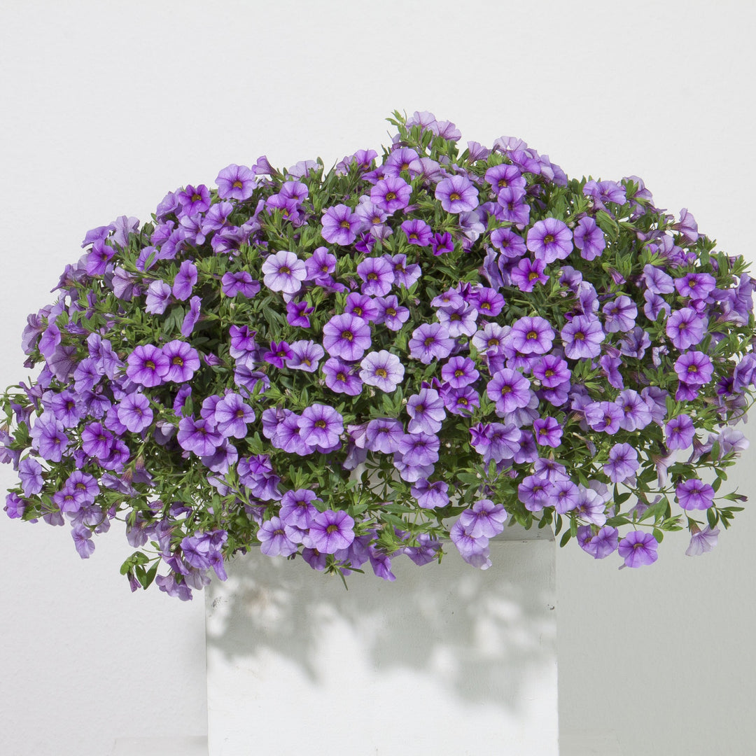 Calibrachoa hybrida 'KLECA16320' ~ MiniFamous® Neo Light Blue Calibrachoa-ServeScape