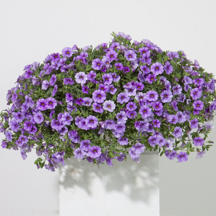 Calibrachoa hybrida 'KLECA16320' ~ MiniFamous® Neo Light Blue Calibrachoa-ServeScape