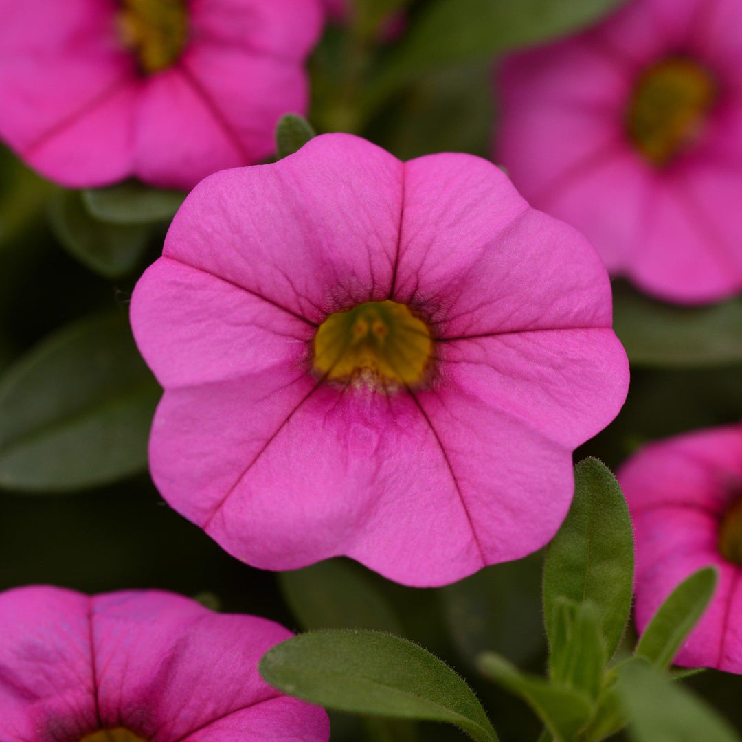 Calibrachoa hybrida 'KLECA16320' ~ MiniFamous® Neo Pink Calibrachoa-ServeScape