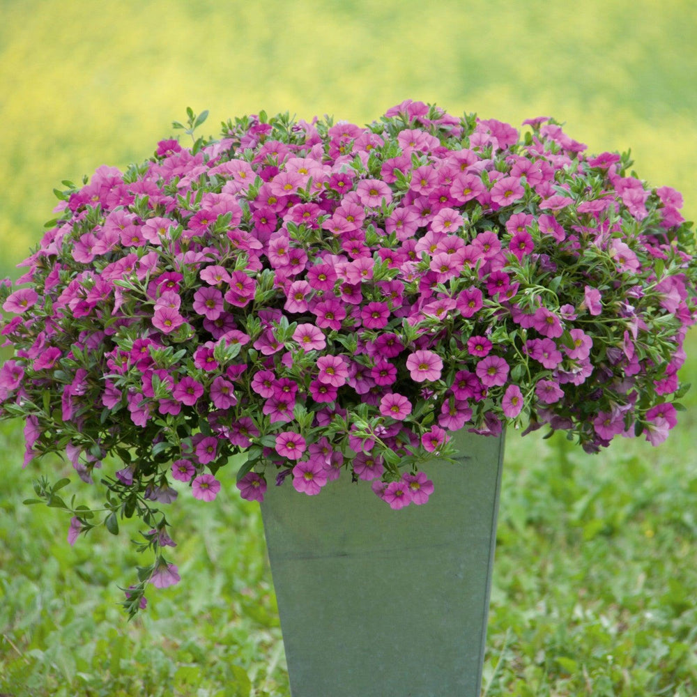 Calibrachoa hybrida 'KLECA16320' ~ MiniFamous® Neo Pink Calibrachoa-ServeScape