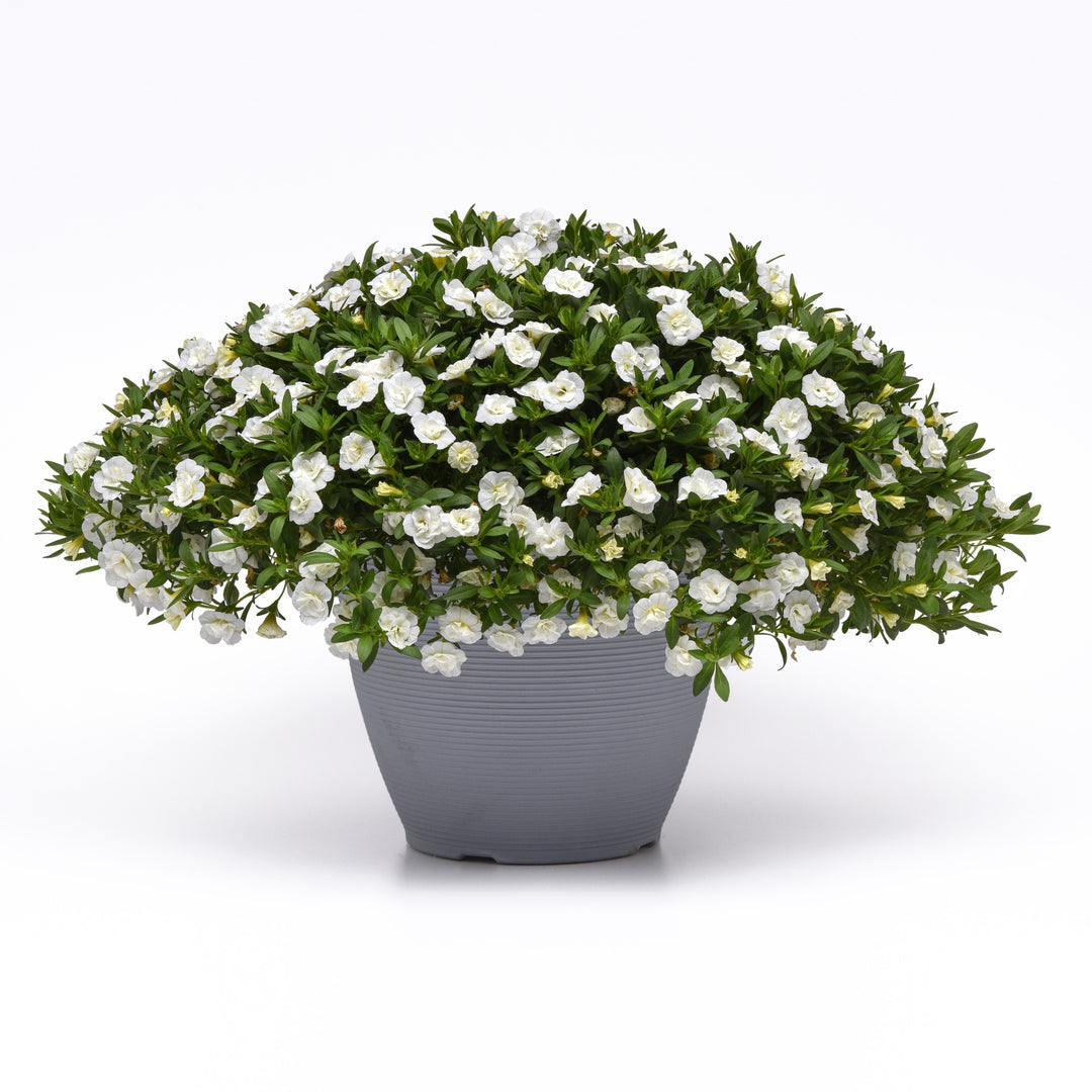 Calibrachoa hybrida 'KLECA22893' ~ MiniFamous® Neo Double White Calibrachoa-ServeScape