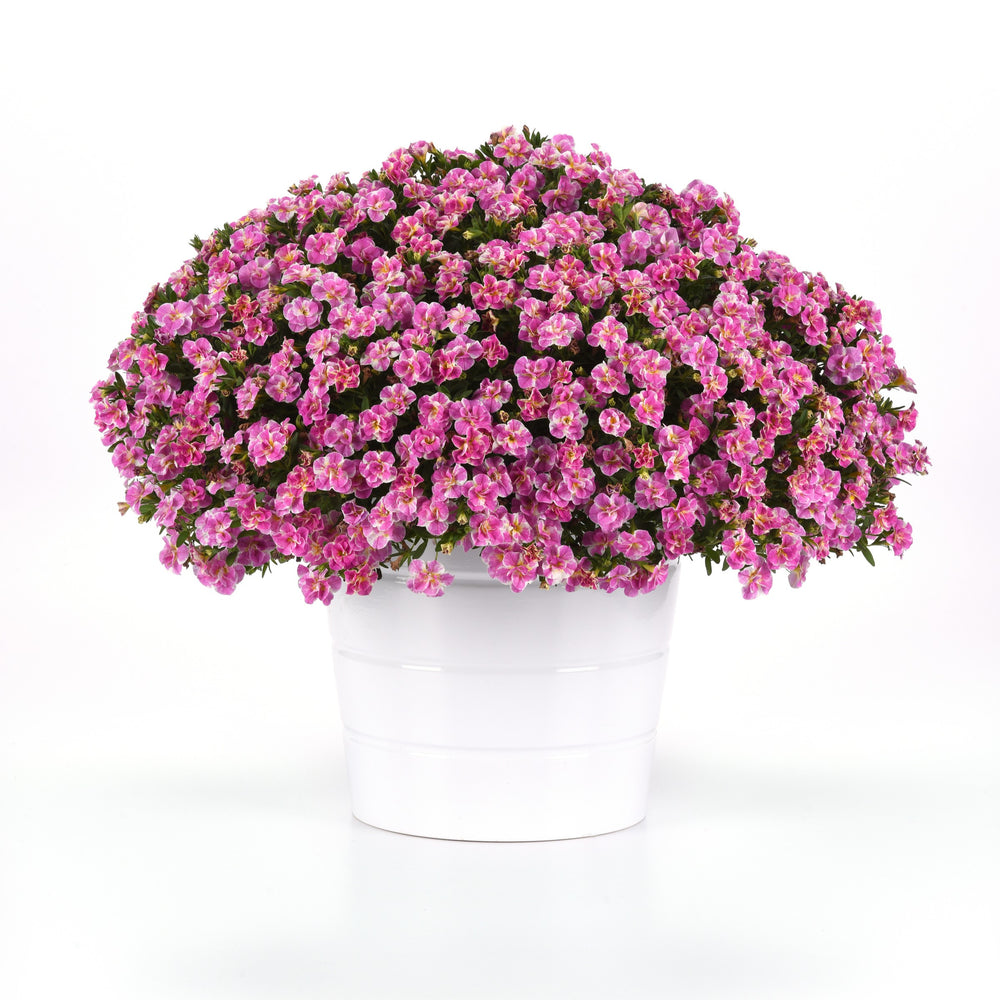 Calibrachoa hybrida 'KLECA23A07' ~ MiniFamous® Uno Funtopia Pink Calibrachoa-ServeScape