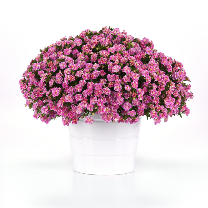 Calibrachoa hybrida 'KLECA23A07' ~ MiniFamous® Uno Funtopia Pink Calibrachoa-ServeScape